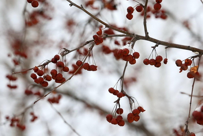 Моржи и моржихи